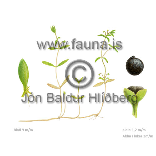 Annual water Minerslettuce - Montia fontana - otherplants - portulacaceae